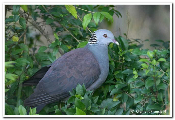 Nilgiri woodpigeon