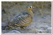 Painted sandgrouse