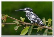 Pied kingfisher