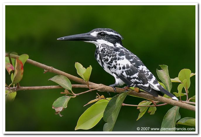 Pied kingfisher