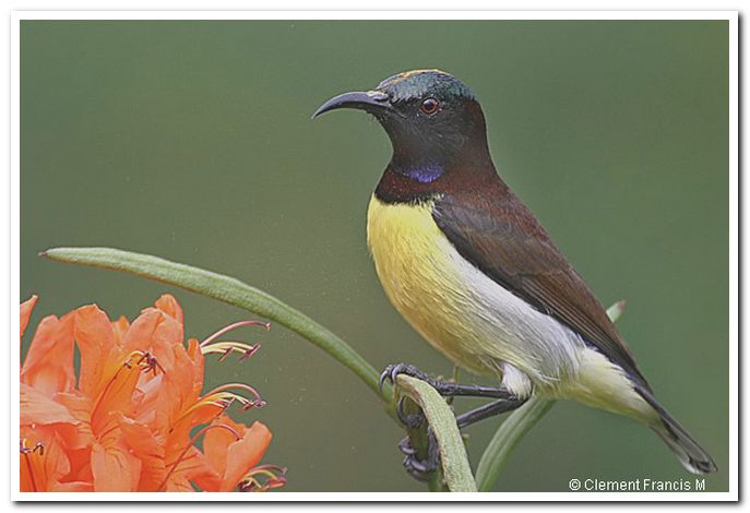 Purple rumped sunbird