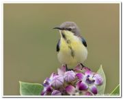 Purple sunbird