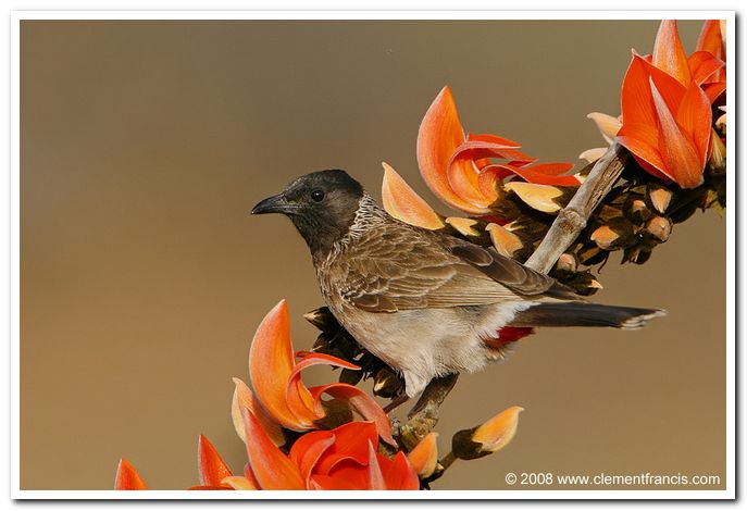 Red vented bulbul