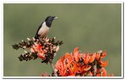 Rosy starling