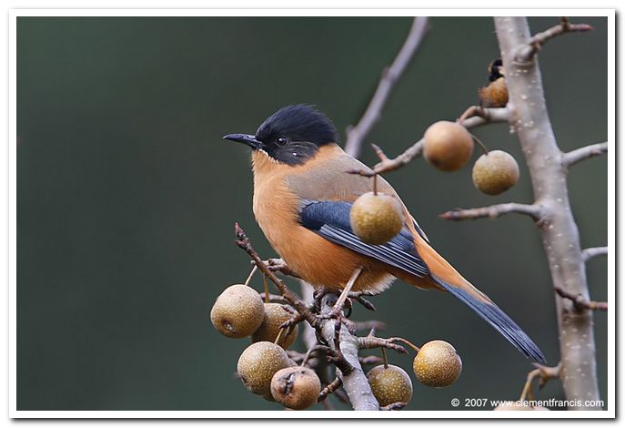 Rufous sibia