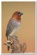 Scaly bellied munia