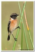 Siberian stonechat