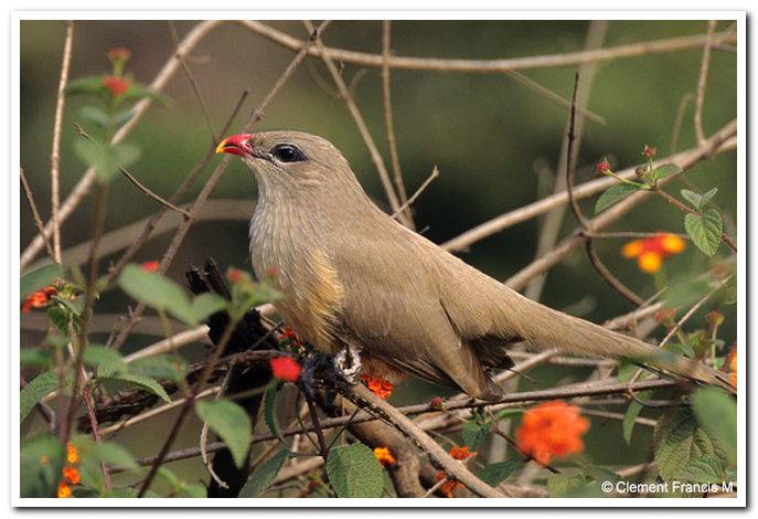 Sirkeer malkoha