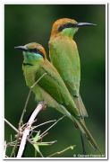 Small green bee eater
