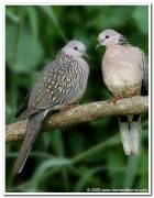 Spotted dove