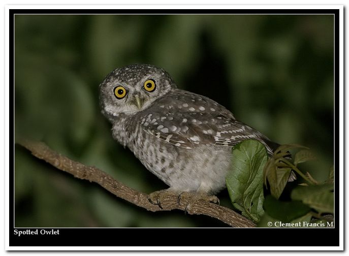 Spotted owlet