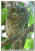 Srilanka frogmouth