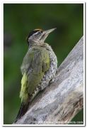 Streak throated woodpecker