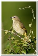 White browed bulbul