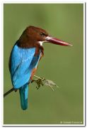 White throated kingfisher