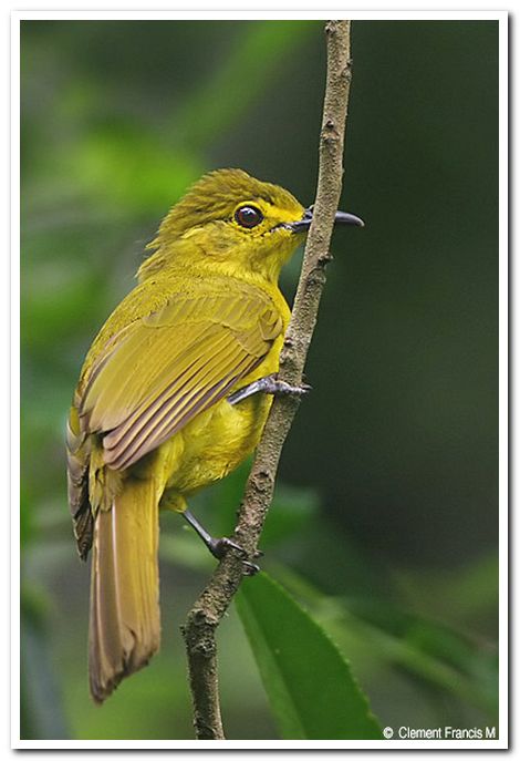 Yellow browed bulbul