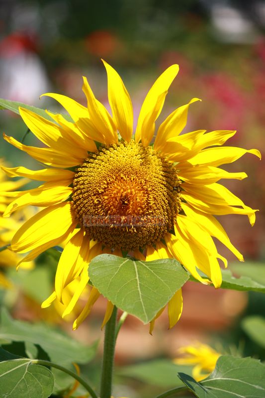 Beautiful sunflower photo