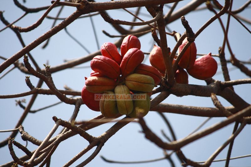 Beauty of seeds picture2