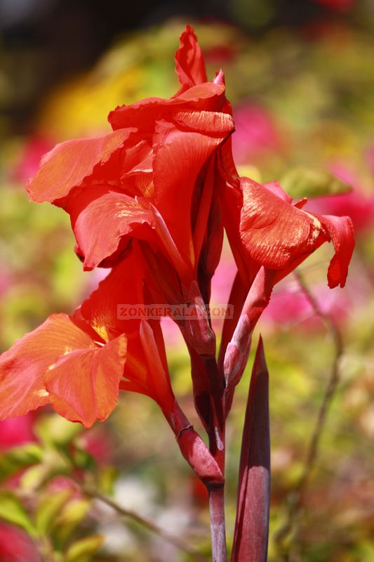 Red flower