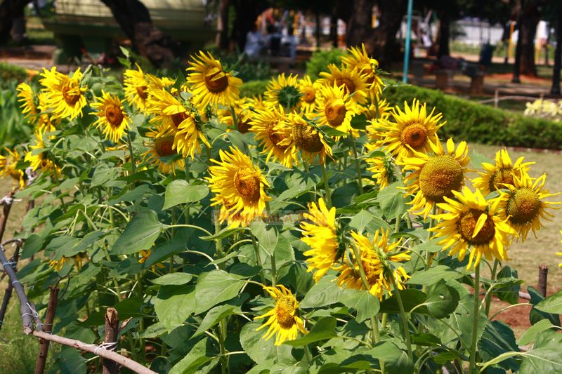 Sun flower garden photo