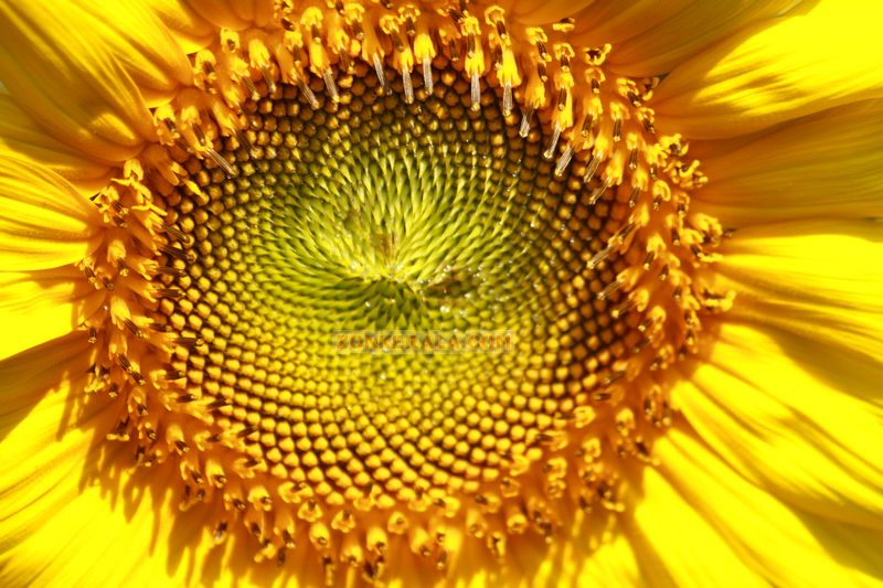 Sun flower