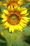 Sunflower photo