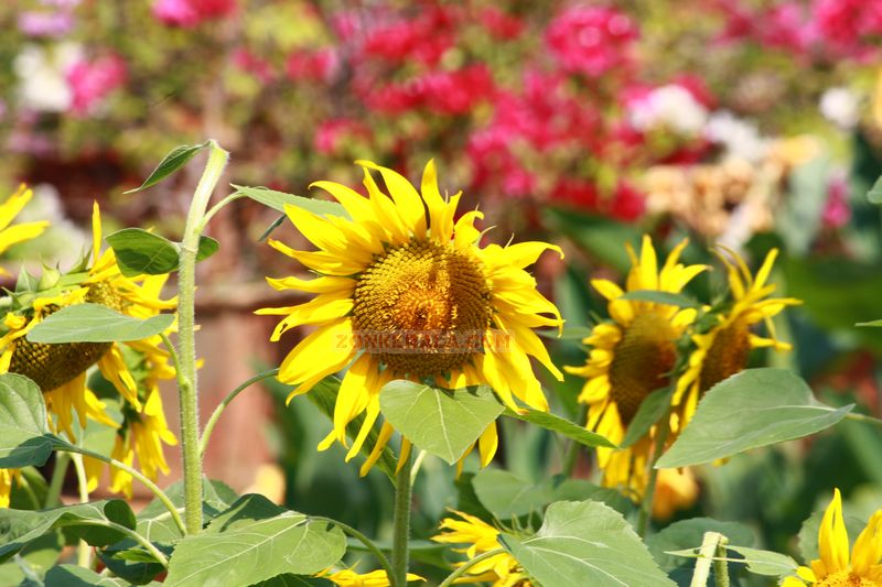 Sunflower pic