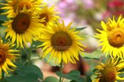 Sunflower picture gallery
