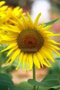 Sunflower picture