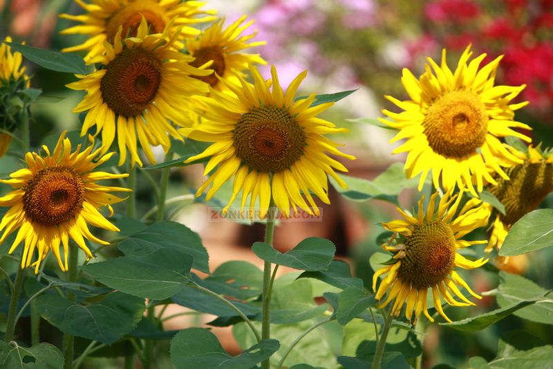 Sunflowers photo