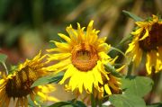 Sunflowers picture