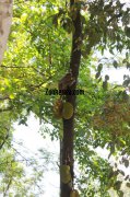 Monkey eating jack fruit at edakkal 30