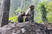 Monkeys at edakkal caves wayanad 943