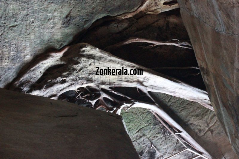 Roots deep isndide the edakkal caves 32