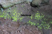 Soil inside he edakkal caves 560