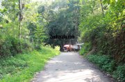 Walk to the caves at edakkal 18