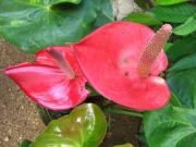 Anthurium 1768