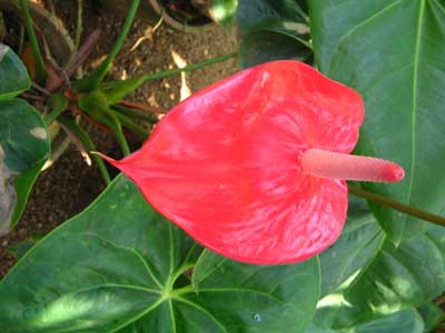 Anthurium 1781