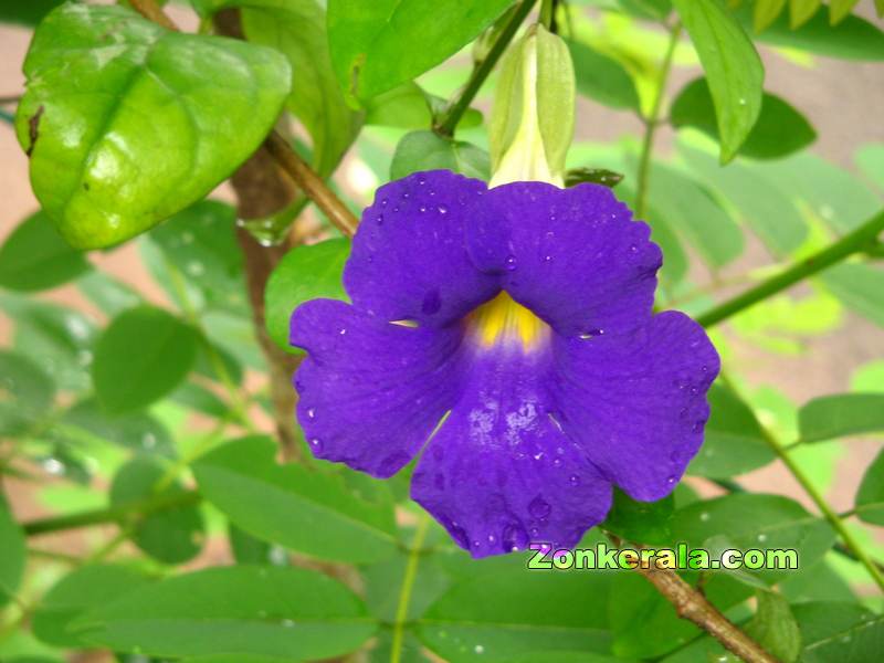Kolambi flower