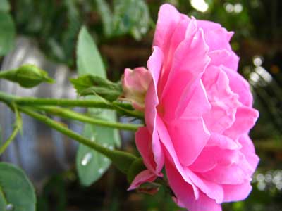 Rose 1776