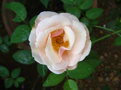 Rose 1777