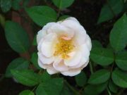 Rose 1782