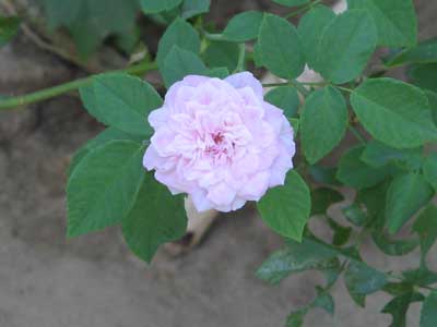 Rose 1762
