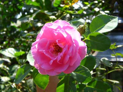 Rose 1783