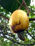 Cashew nut