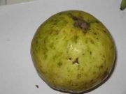 Guava 0966