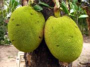 Jackfruit