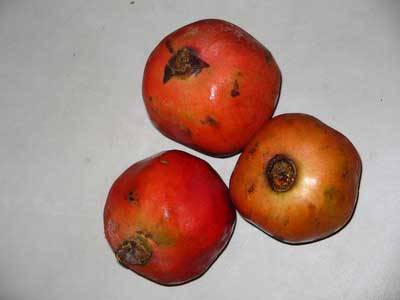Pomegranate 3227