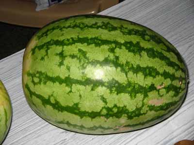 Watermelon 2963