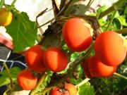 Garden Plants